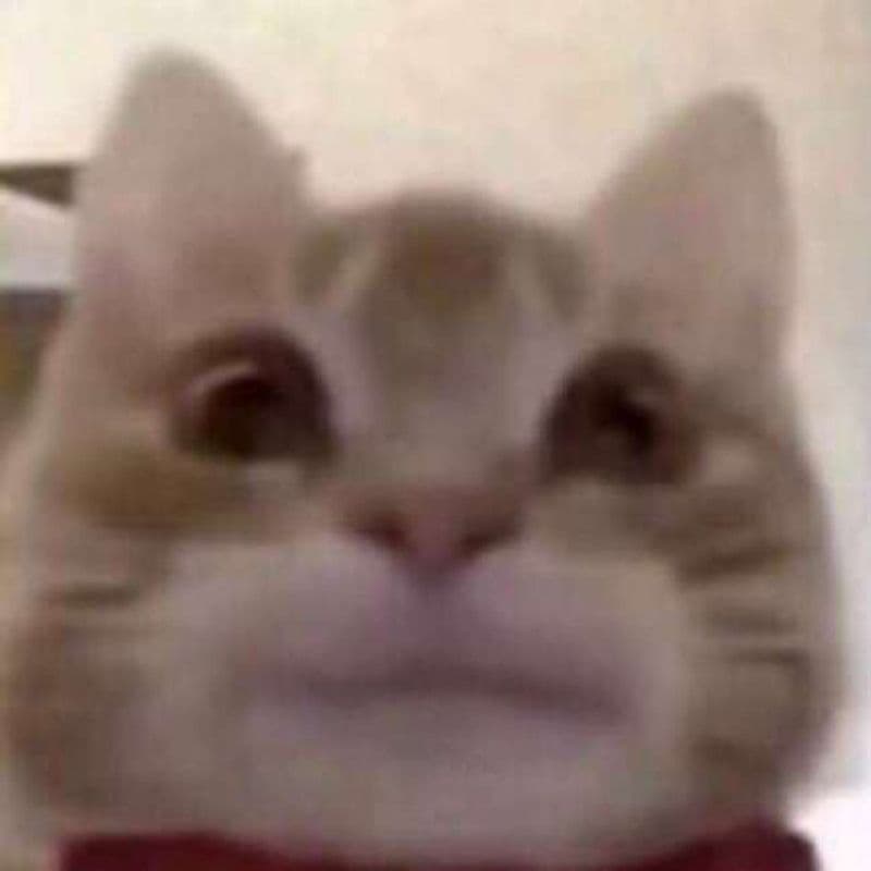Gato acomodado em espaço tranquilo