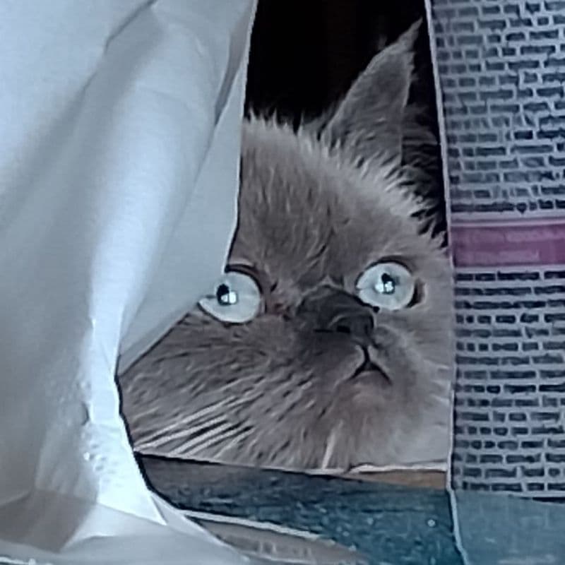Gato acomodado durante o feriado