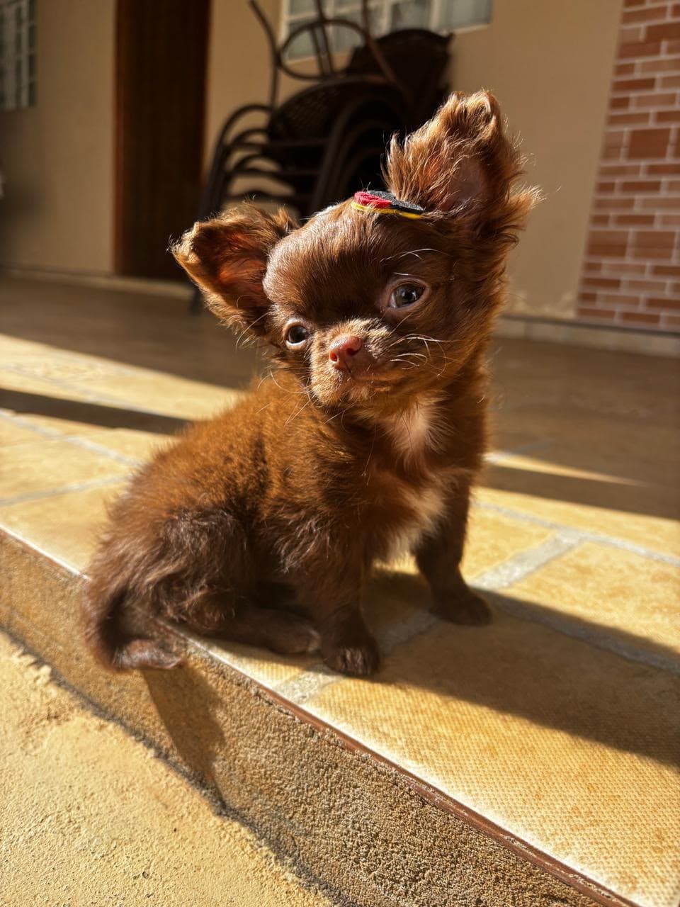 Cachorro feliz durante a hospedagem de férias no Hotel Patinhas