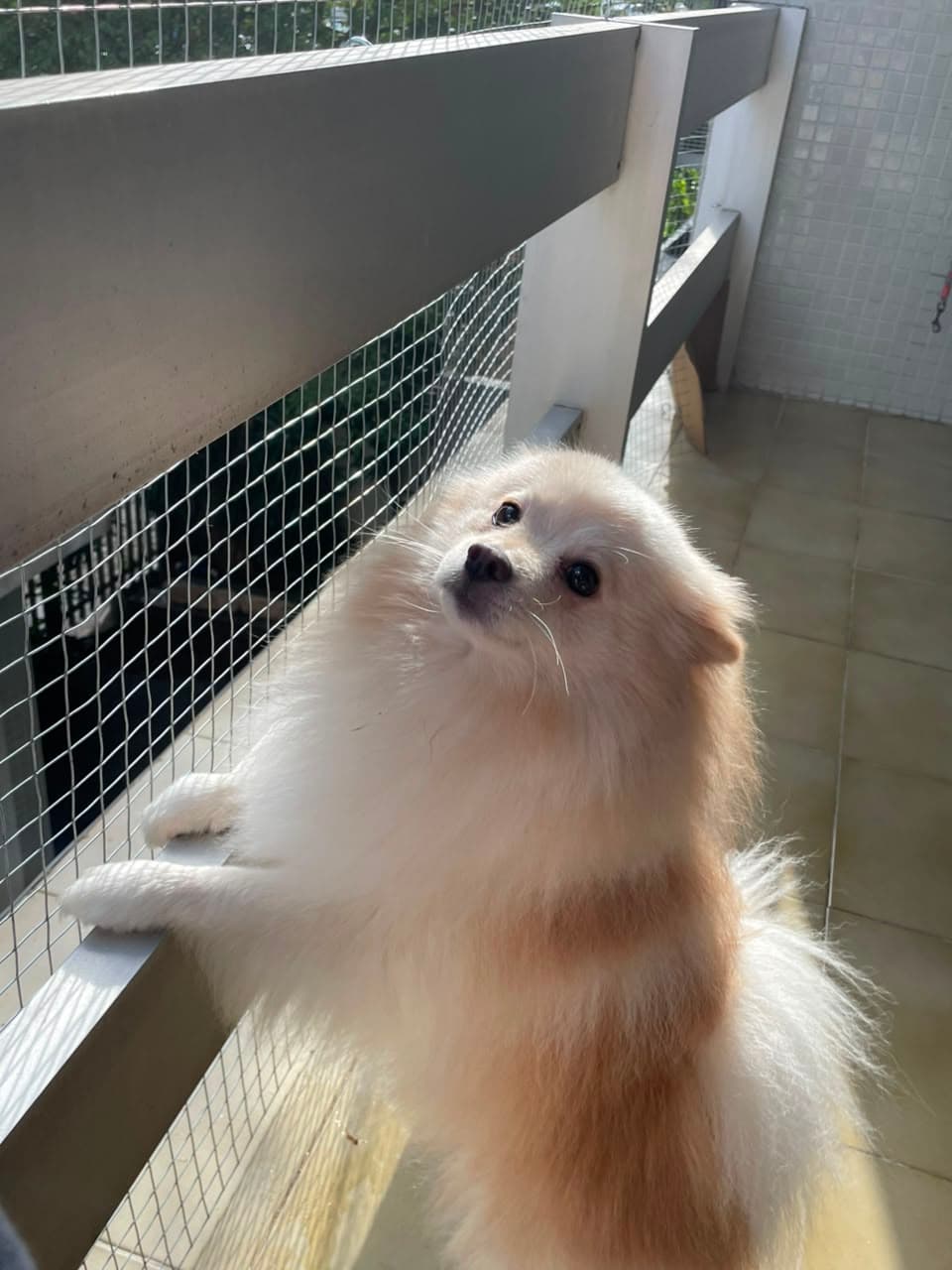 Cachorro brincando na creche do Hotel Patinhas