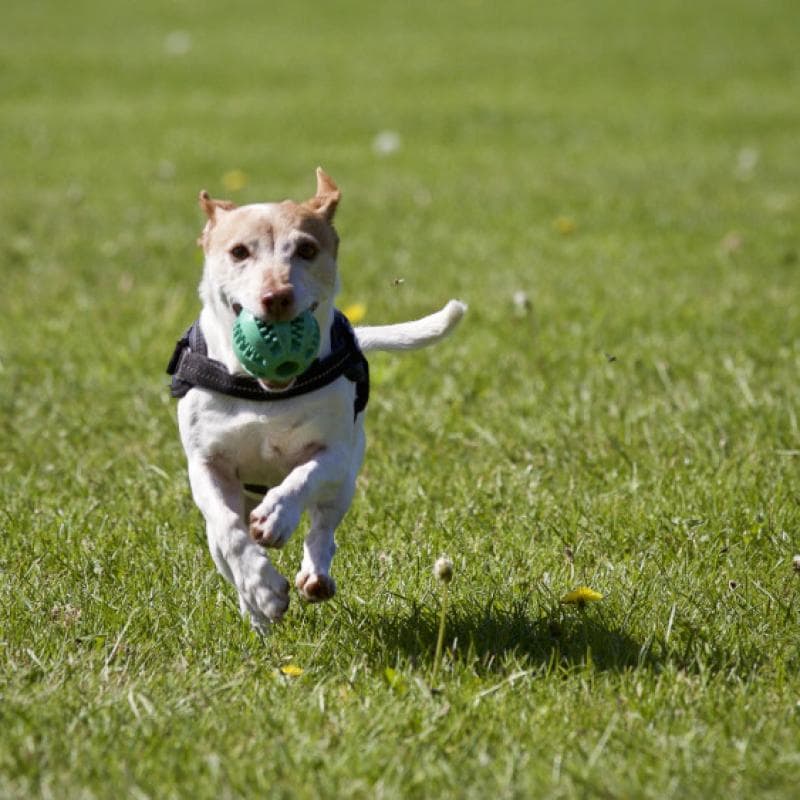 Cachorro feliz durante hospedagem de férias no Hotel Patinhas